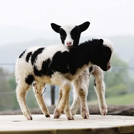 Bank Ground Farm Gasthuis Coniston