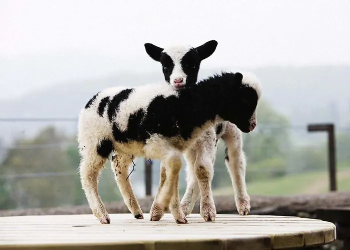 Bank Ground Farm بيت ضيافة كونيستون